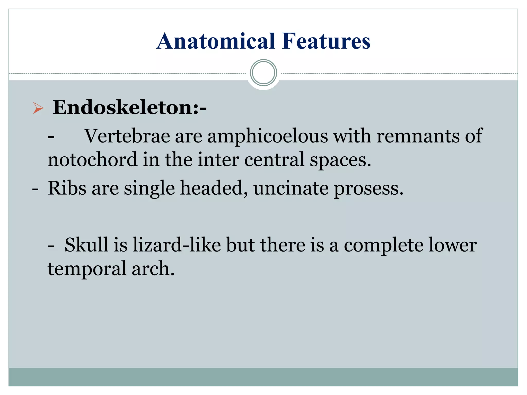 Anatomical Features
 Endoskeleton:-
- Vertebrae are amphicoelous with remnants of
notochord in the inter central spaces.
- Ribs are single headed, uncinate prosess.
- Skull is lizard-like but there is a complete lower
temporal arch.
 