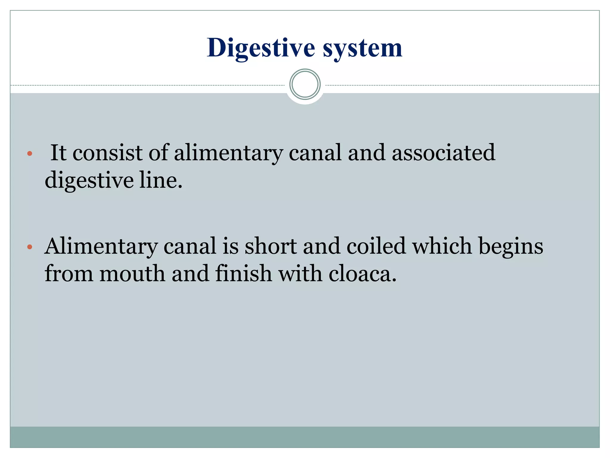 Digestive system
• It consist of alimentary canal and associated
digestive line.
• Alimentary canal is short and coiled which begins
from mouth and finish with cloaca.
 