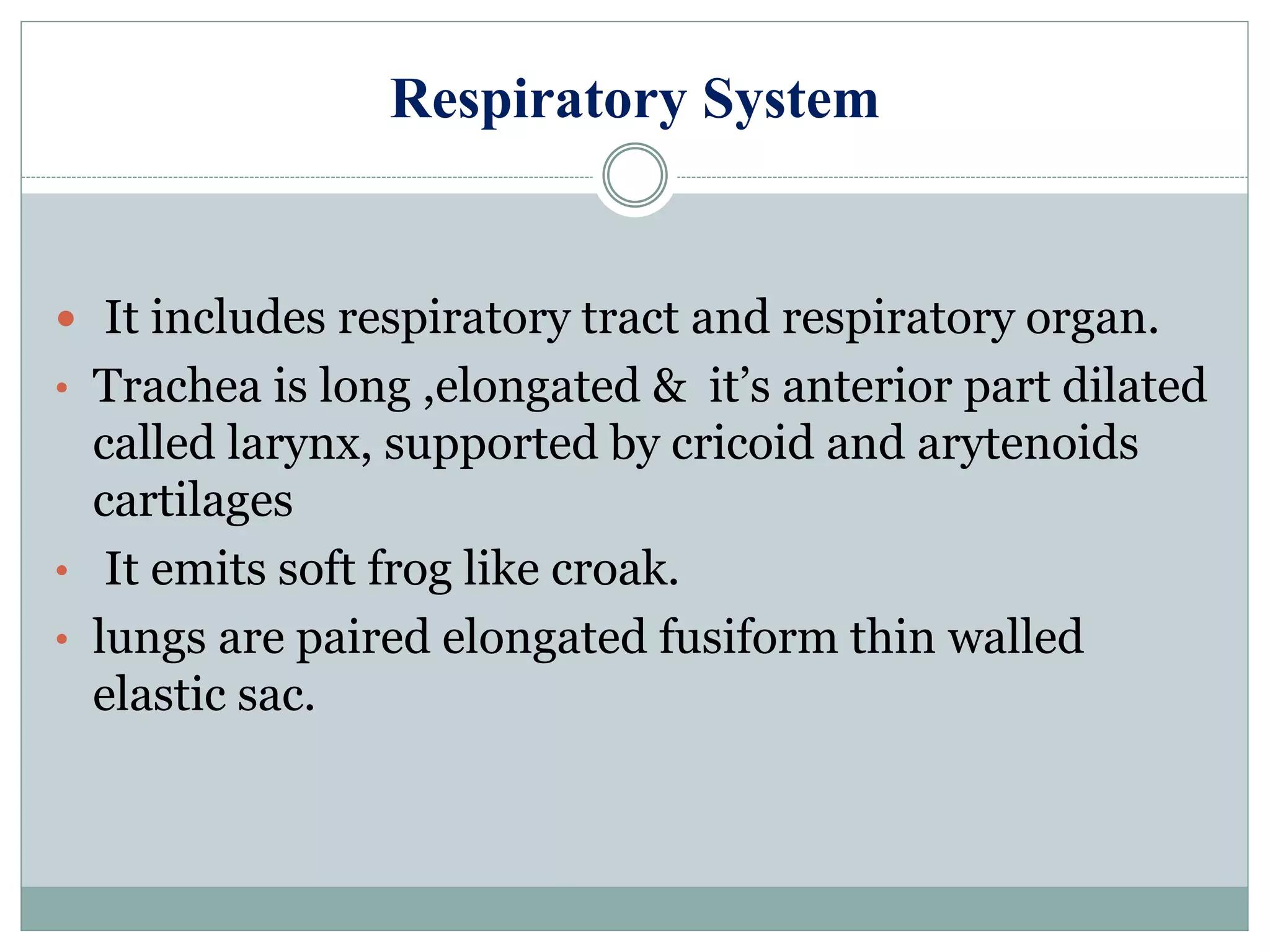 Respiratory System
 It includes respiratory tract and respiratory organ.
• Trachea is long ,elongated & it’s anterior part dilated
called larynx, supported by cricoid and arytenoids
cartilages
• It emits soft frog like croak.
• lungs are paired elongated fusiform thin walled
elastic sac.
 