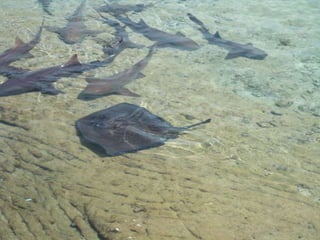 Spencer Bahamas Option