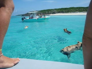 Spencer Bahamas Option