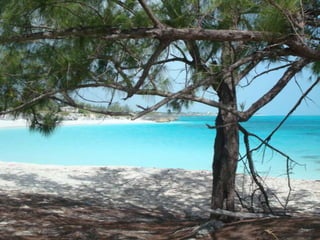 Spencer Bahamas Option