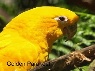 Golden Parakeet 