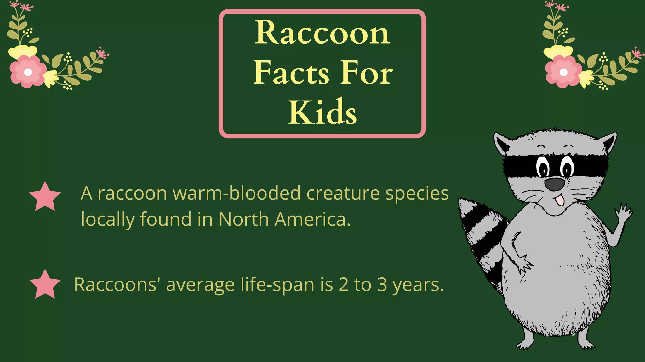Raccoon facts for kids | PPT