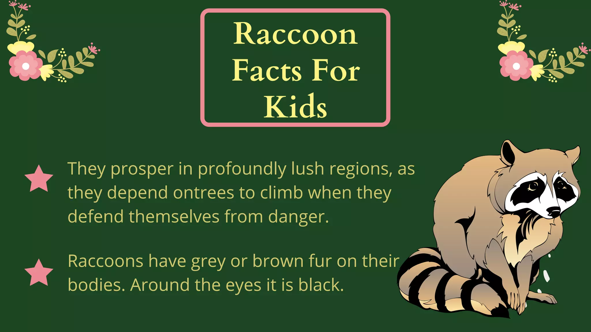 Raccoon facts for kids | PPT