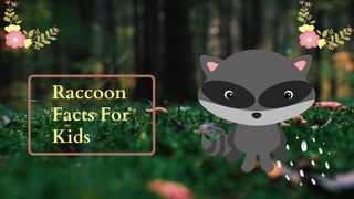 Raccoon facts for kids | PPT