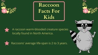 Raccoon facts for kids | PPT