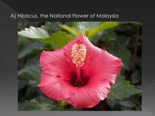 A) Hibiscus, the National Flower of Malaysia
 