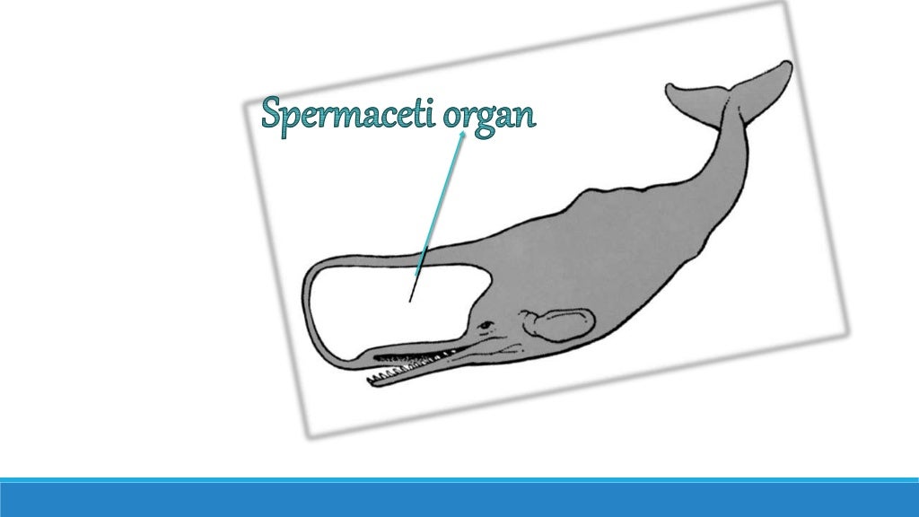 Spermaceti organ In Sperm whale
