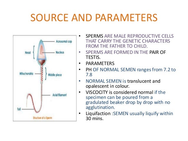 Sperm Anatomy - Anatomy Diagram Book