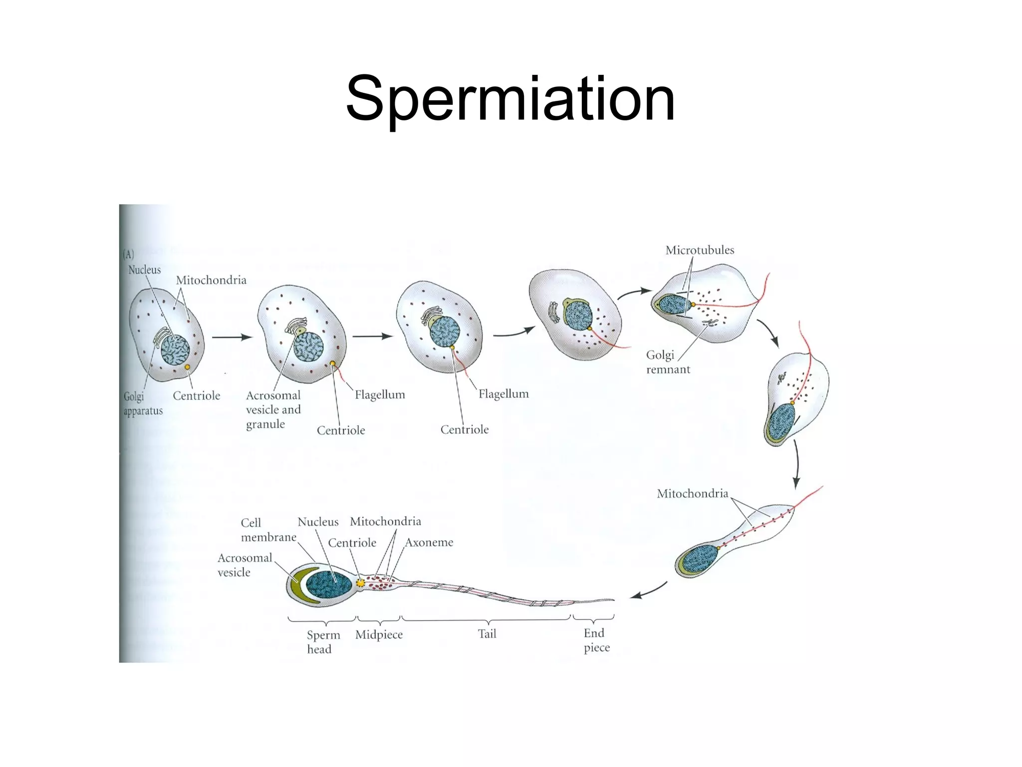 Spermiation
 
