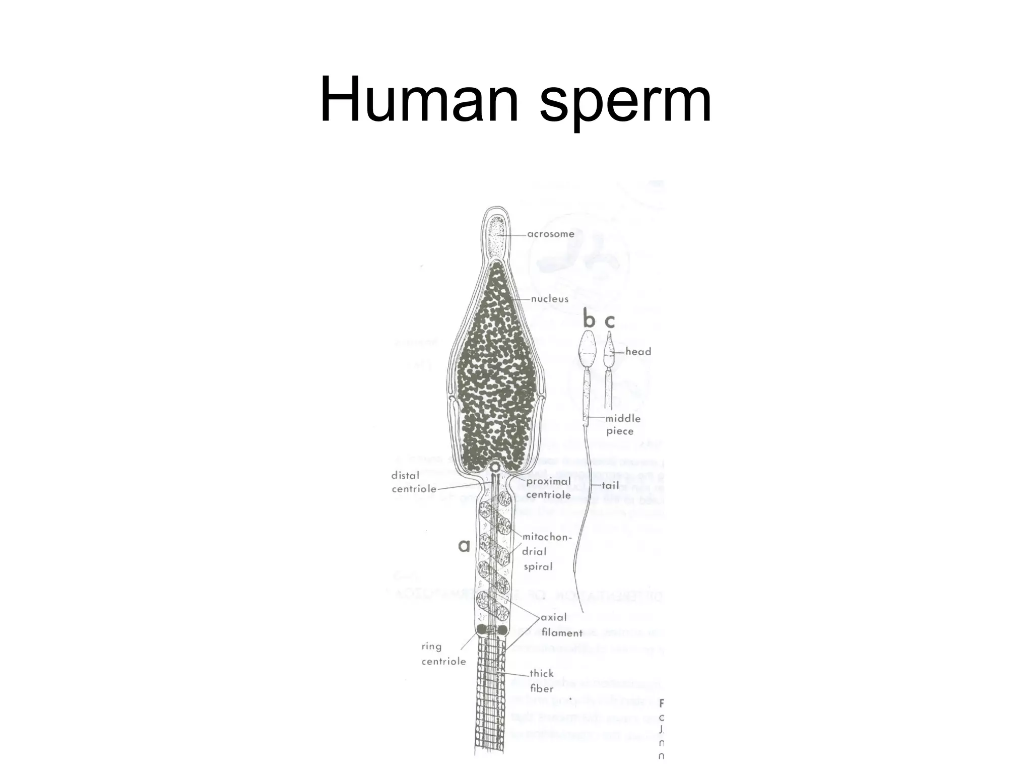 Human sperm
 
