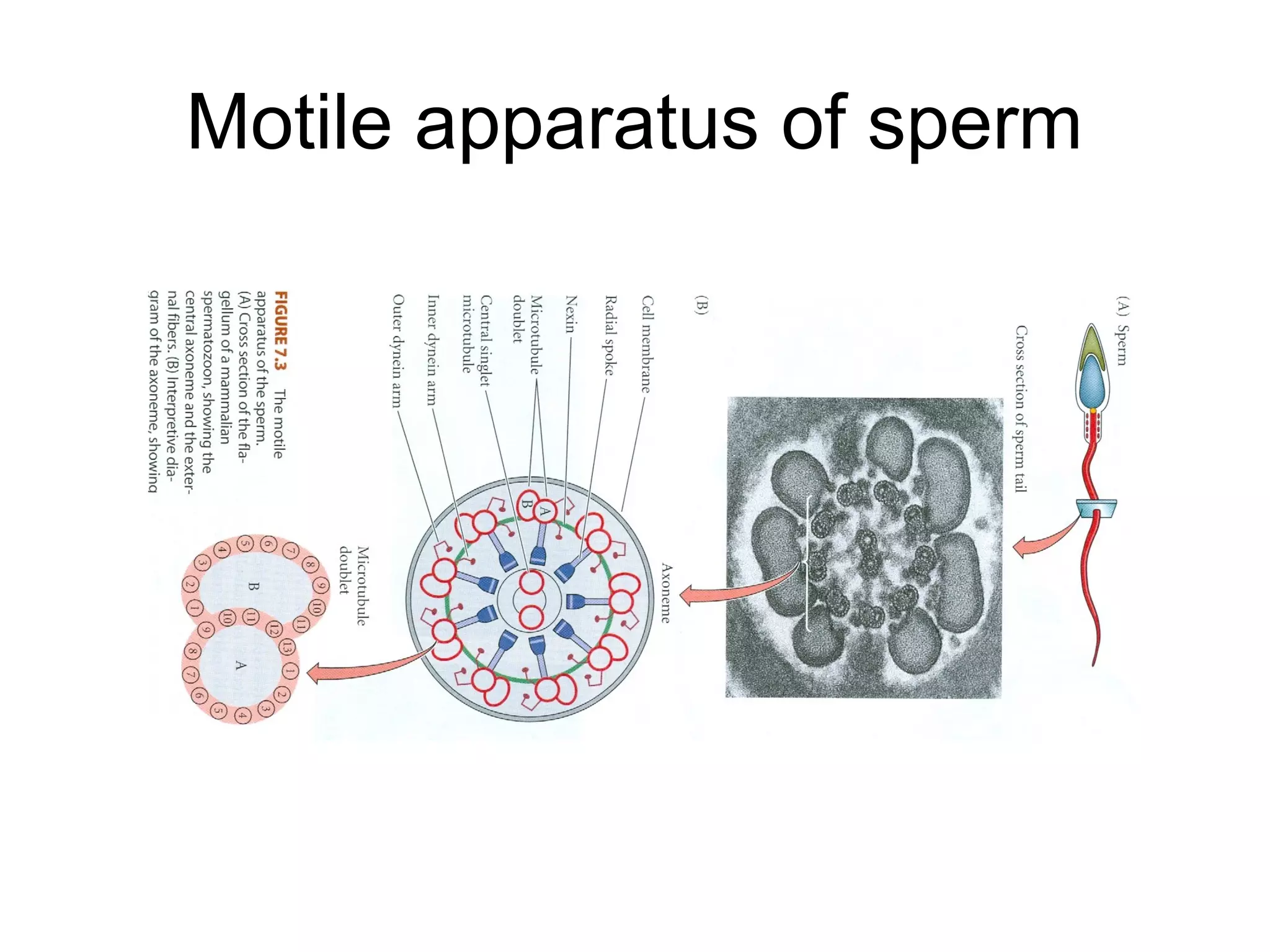 Motile apparatus of sperm
 