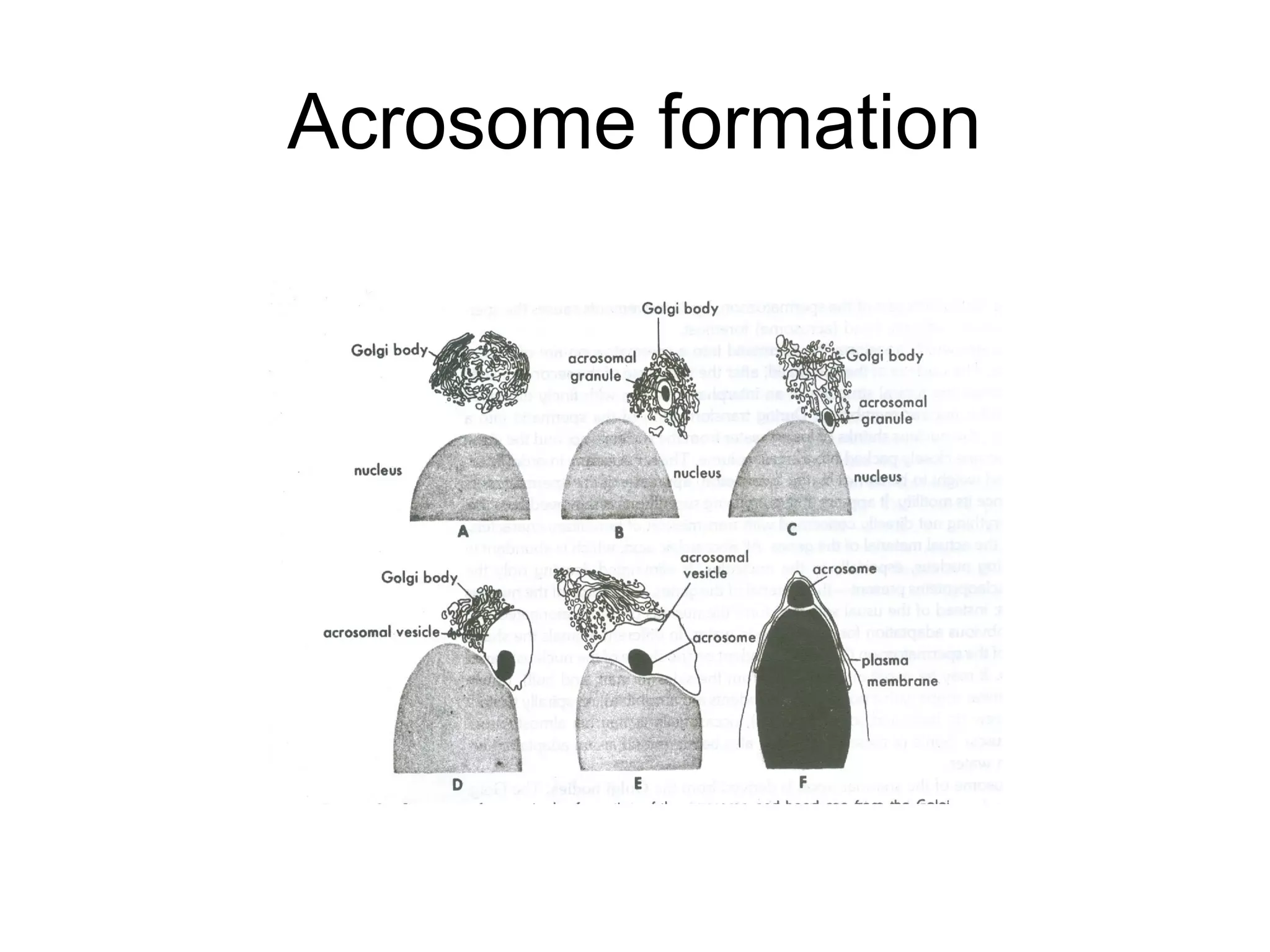 Acrosome formation
 