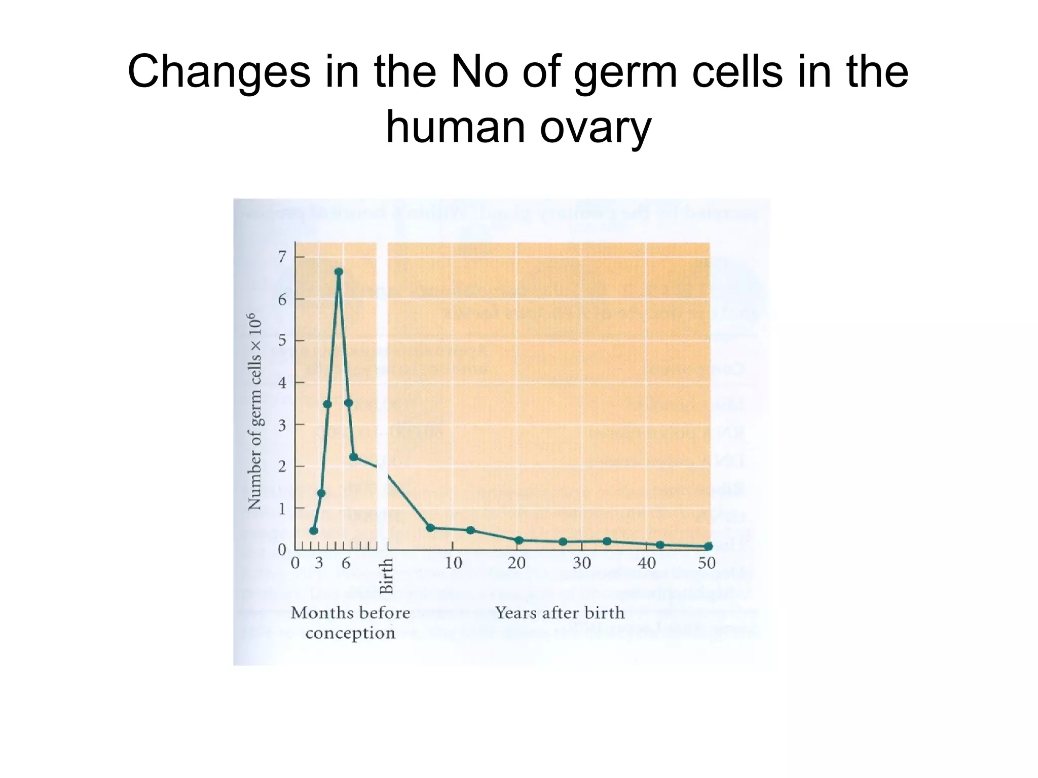 Changes in the No of germ cells in the
            human ovary
 