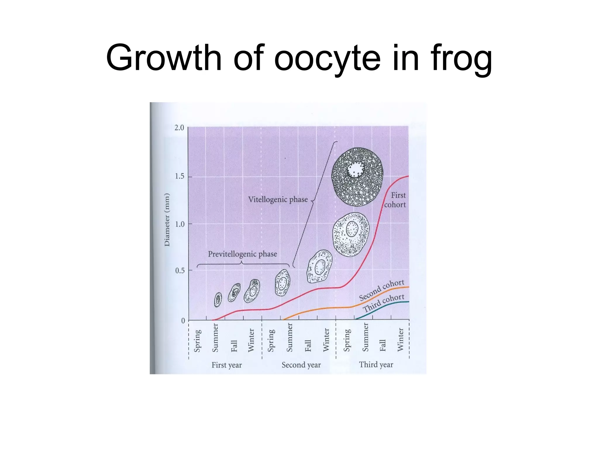 Growth of oocyte in frog
 