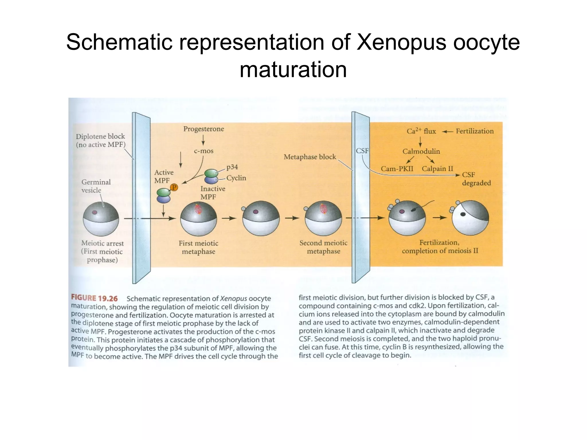 Schematic representation of Xenopus oocyte
                maturation
 