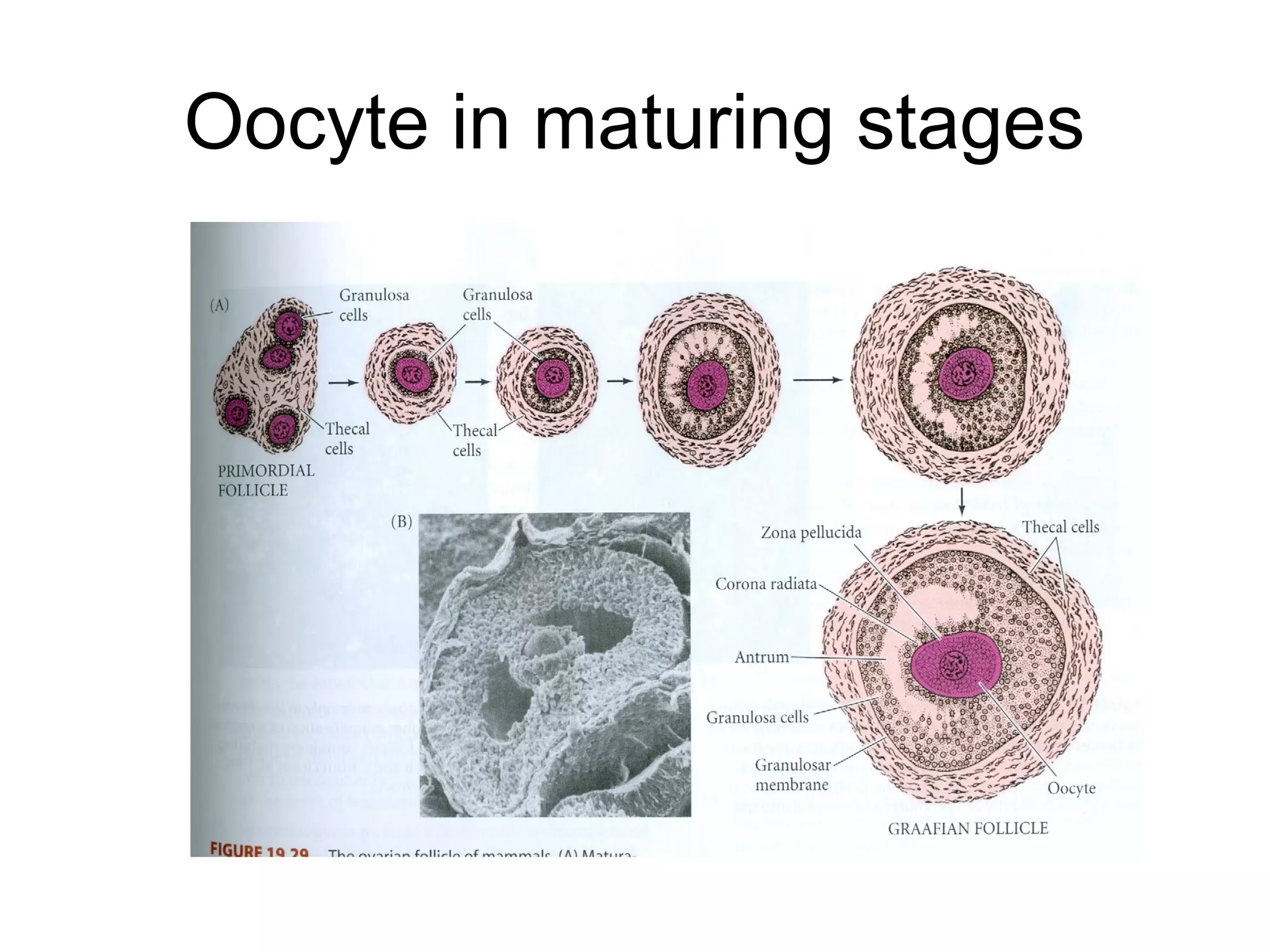 Oocyte in maturing stages
 