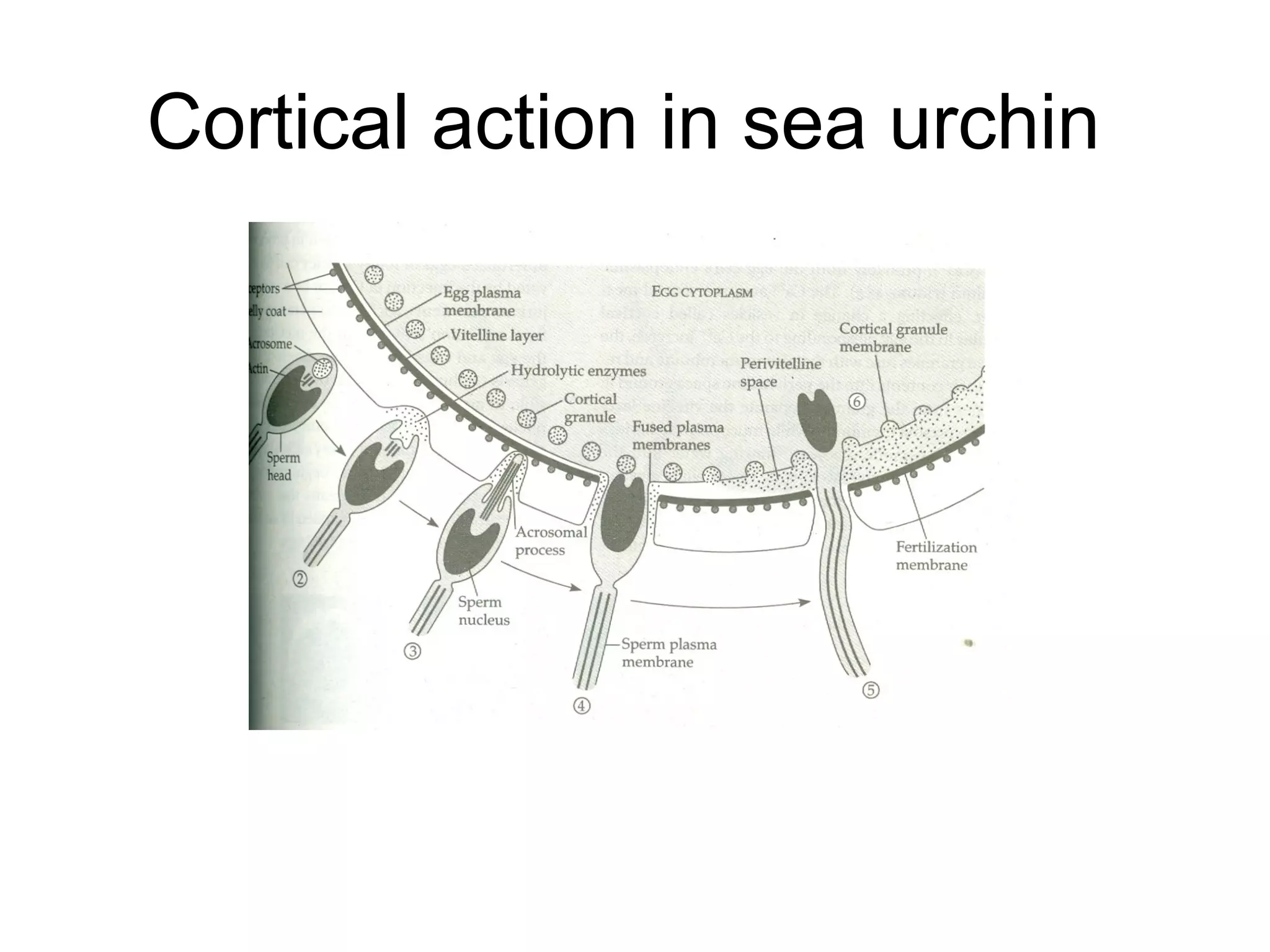 Cortical action in sea urchin
 
