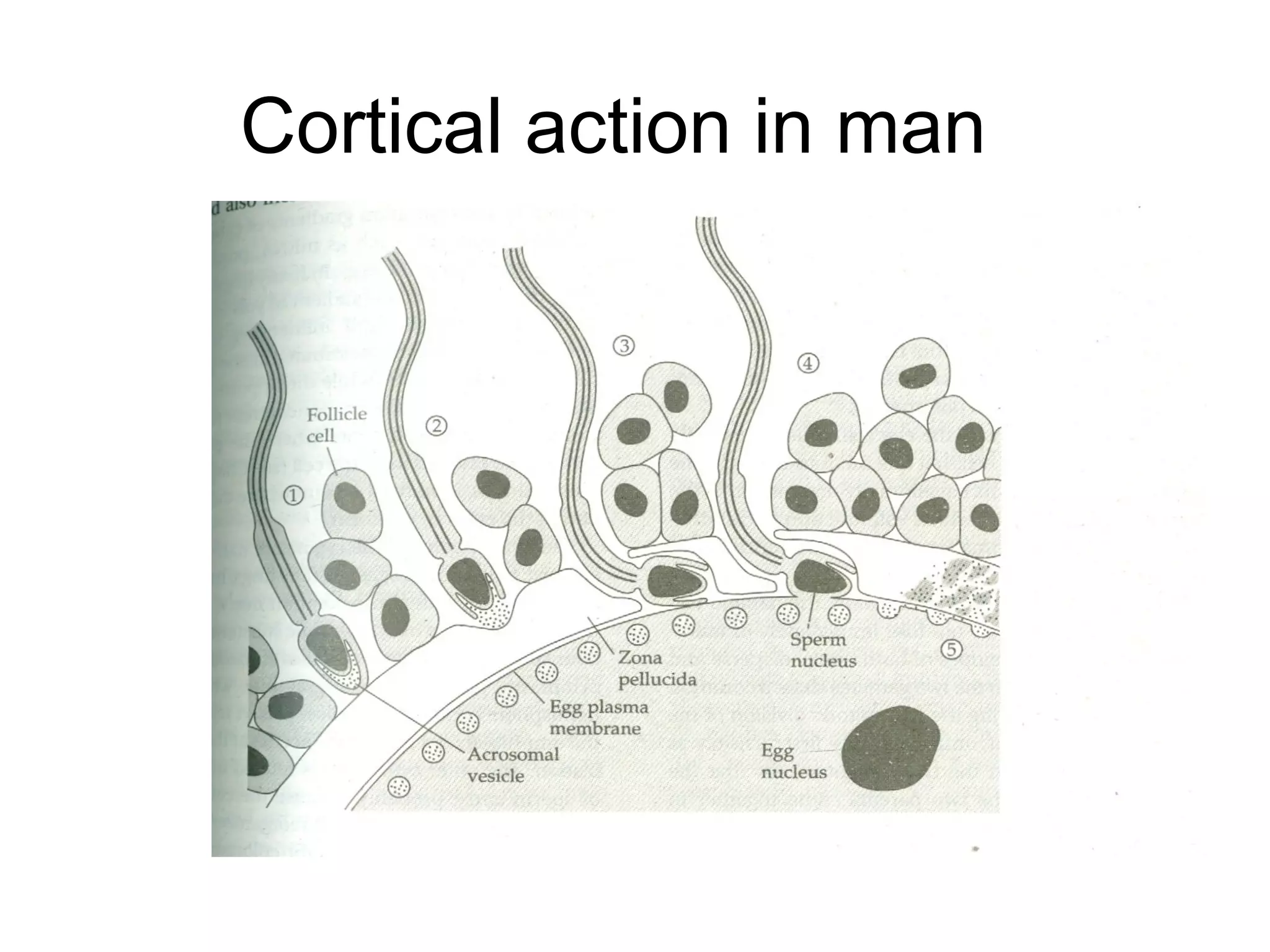 Cortical action in man
 
