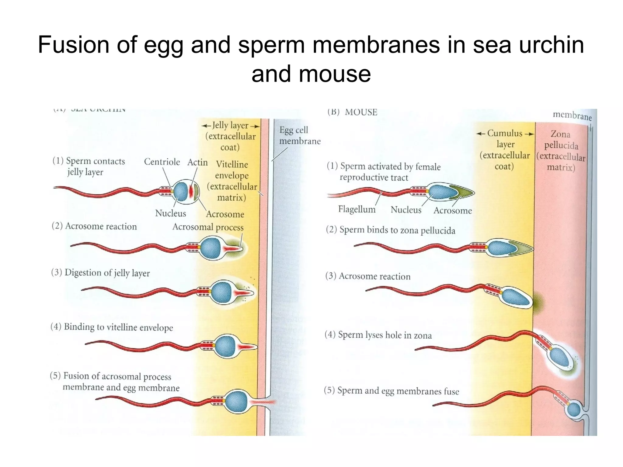 Fusion of egg and sperm membranes in sea urchin
                   and mouse
 