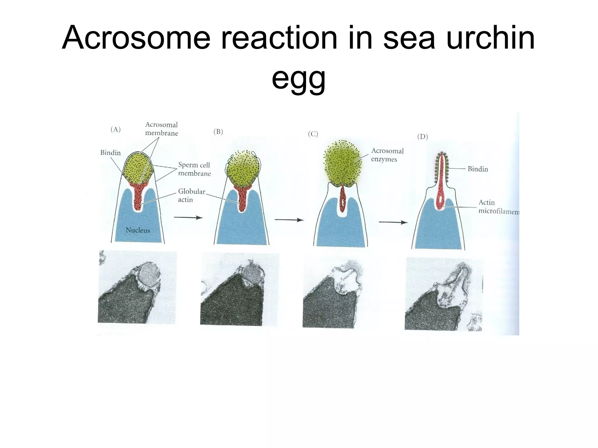 Acrosome reaction in sea urchin
            egg
 