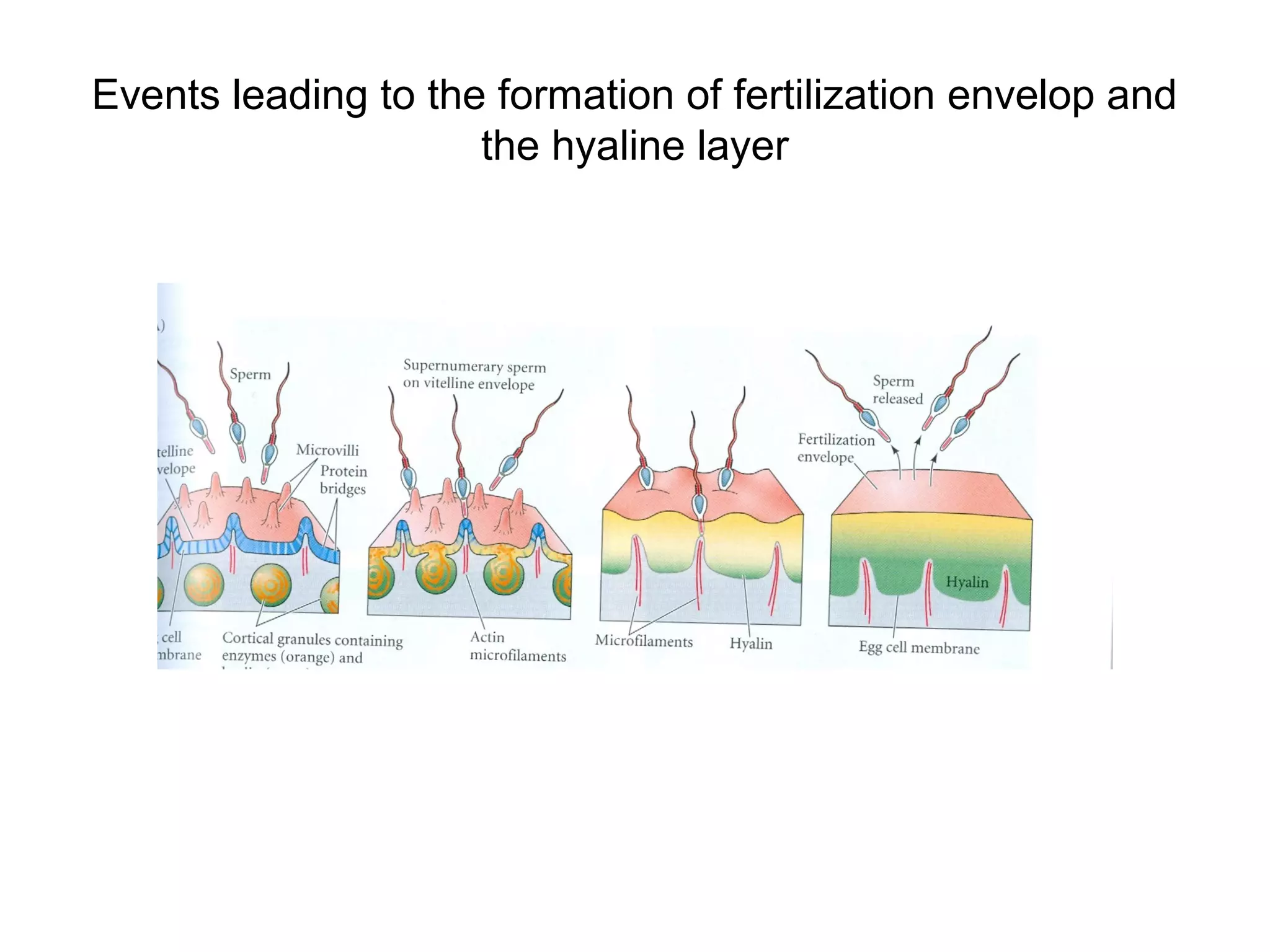 Events leading to the formation of fertilization envelop and
                     the hyaline layer
 