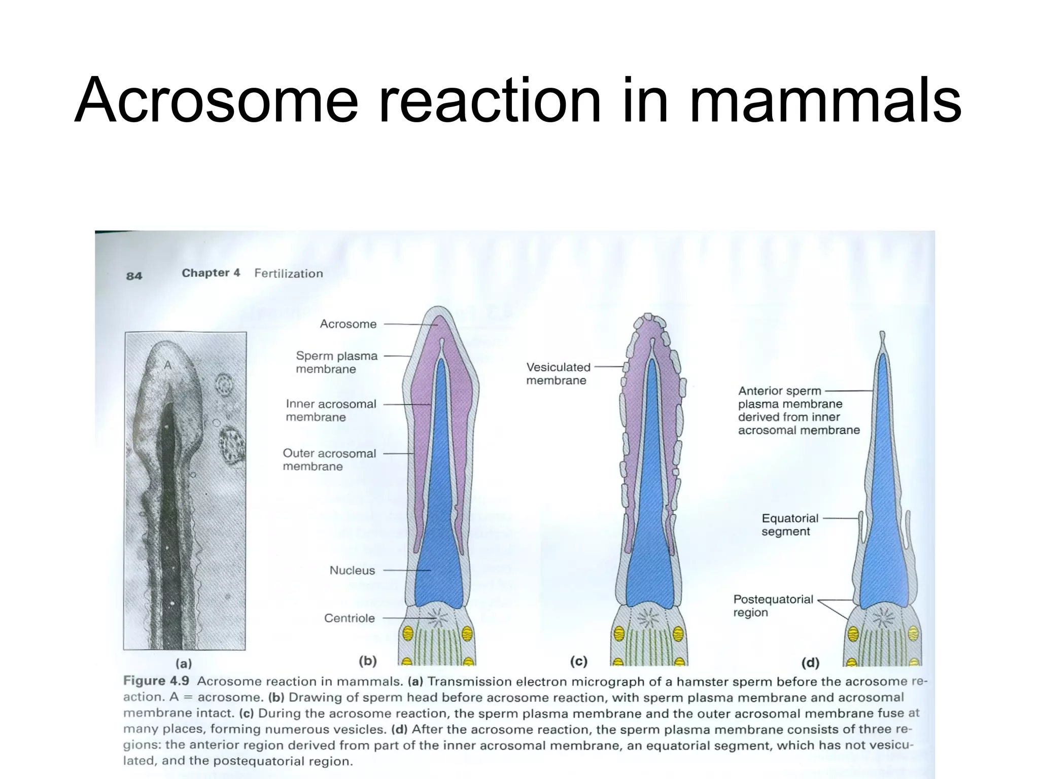 Acrosome reaction in mammals
 