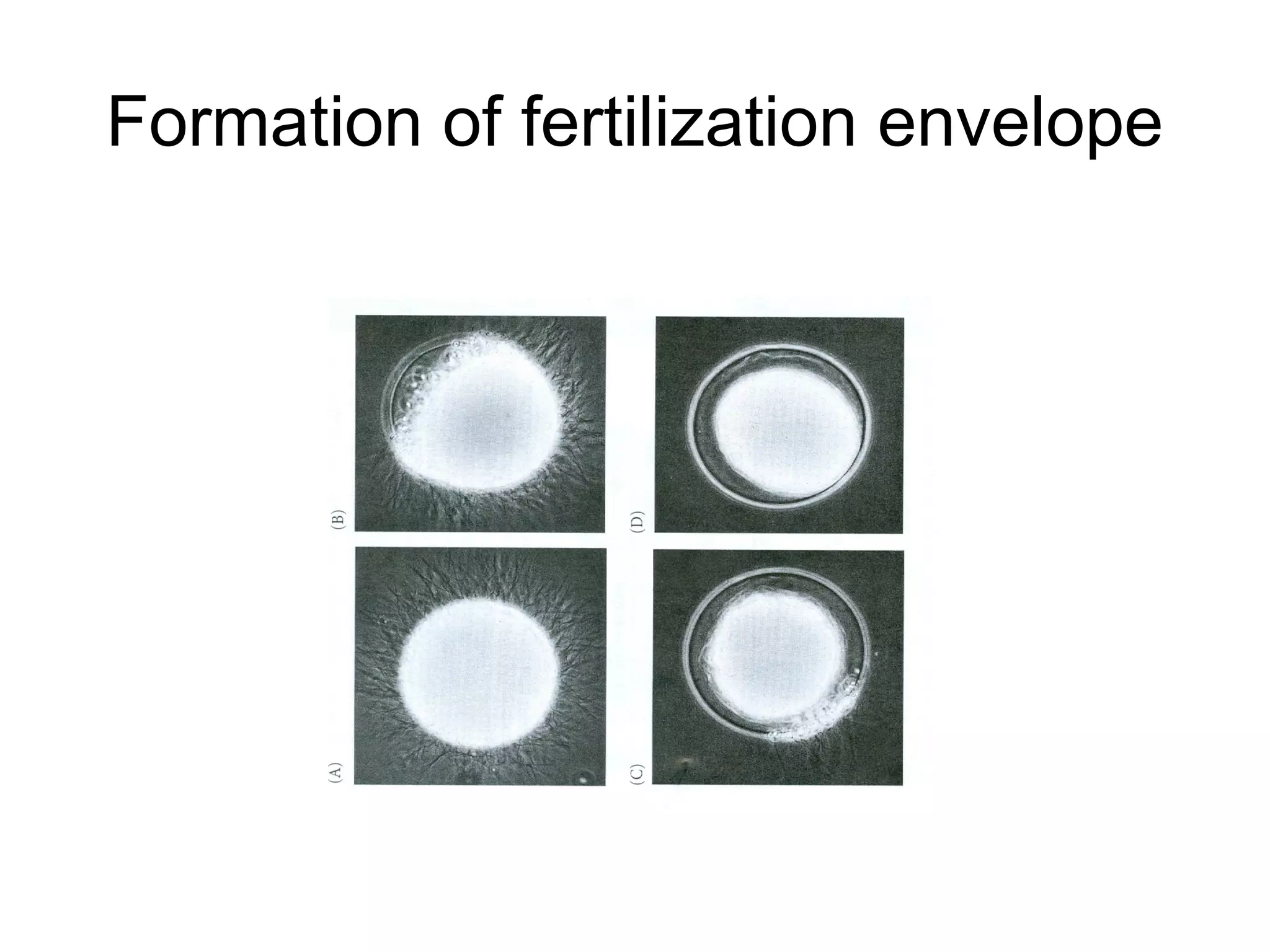 Formation of fertilization envelope
 