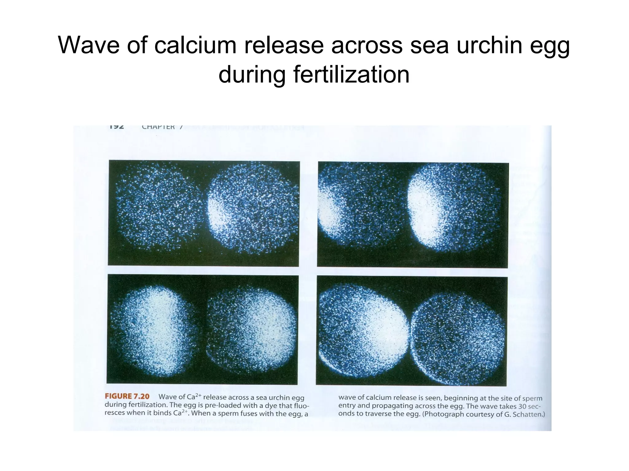 Wave of calcium release across sea urchin egg
              during fertilization
 
