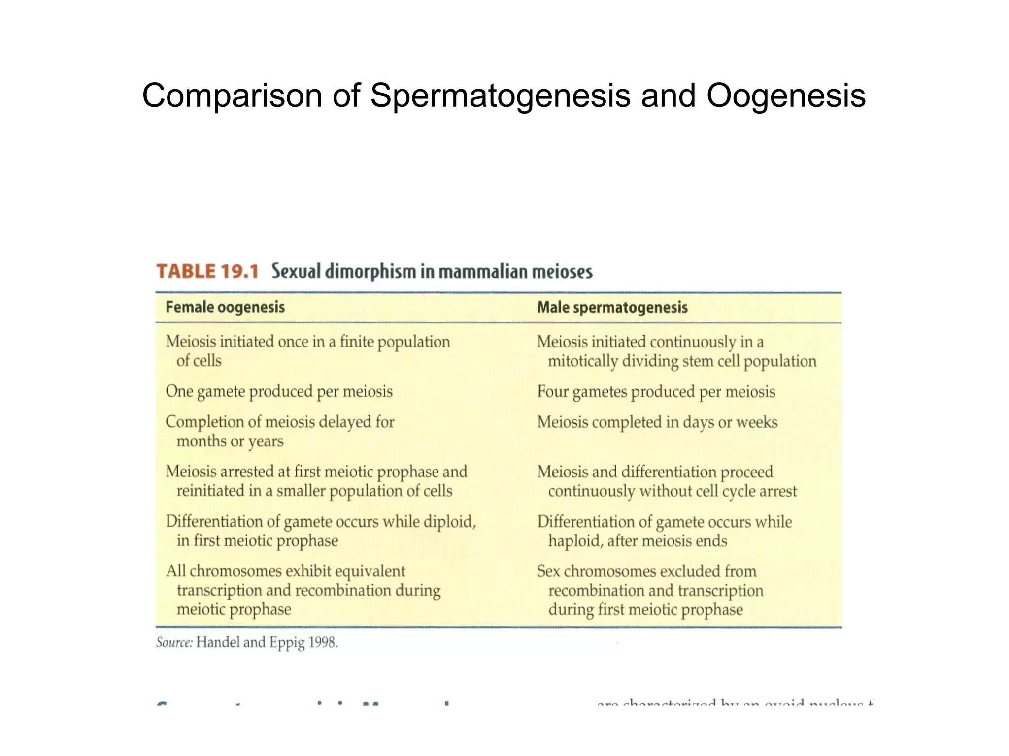 Comparison of Spermatogenesis and Oogenesis
 