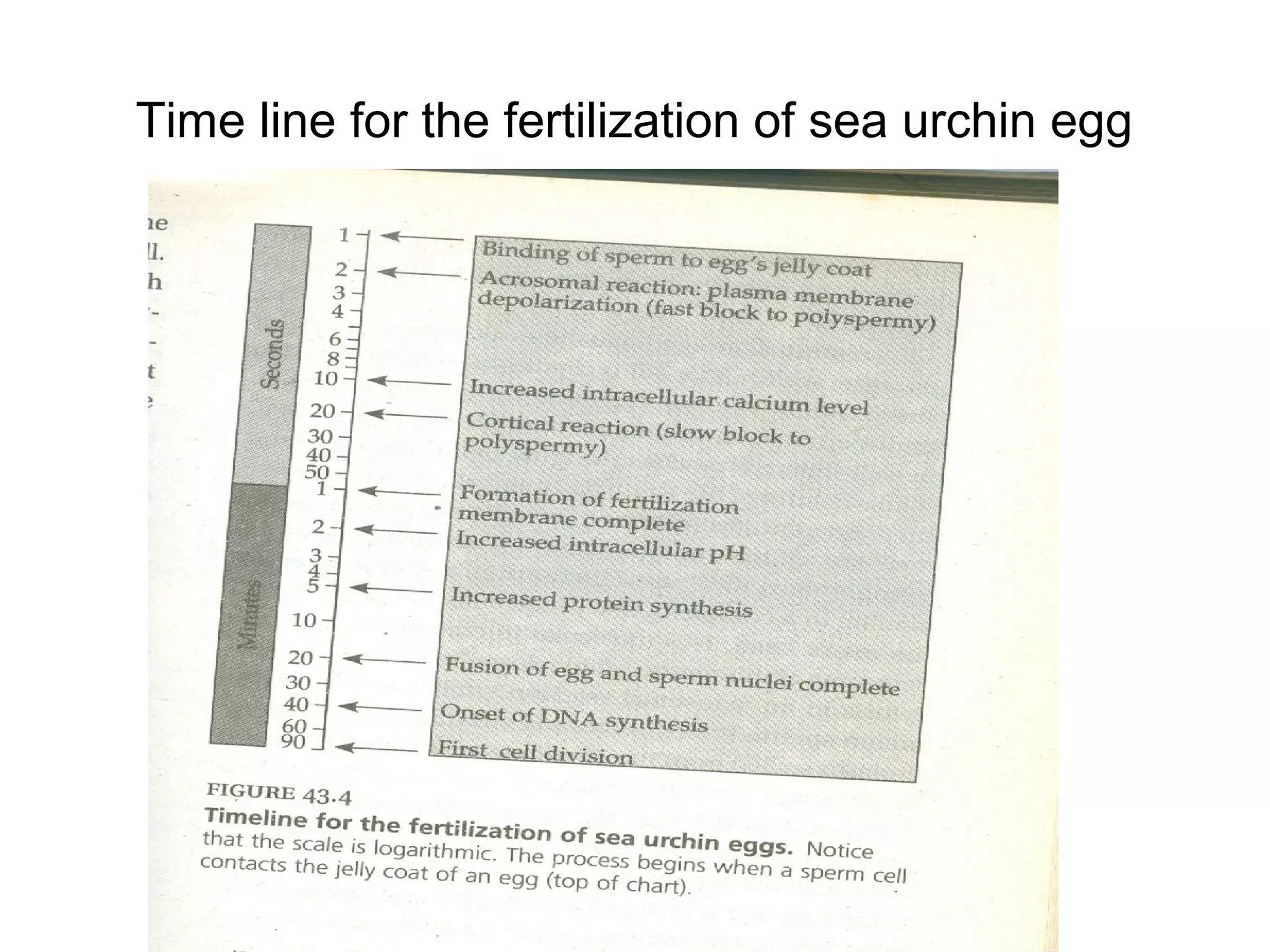 Time line for the fertilization of sea urchin egg
 