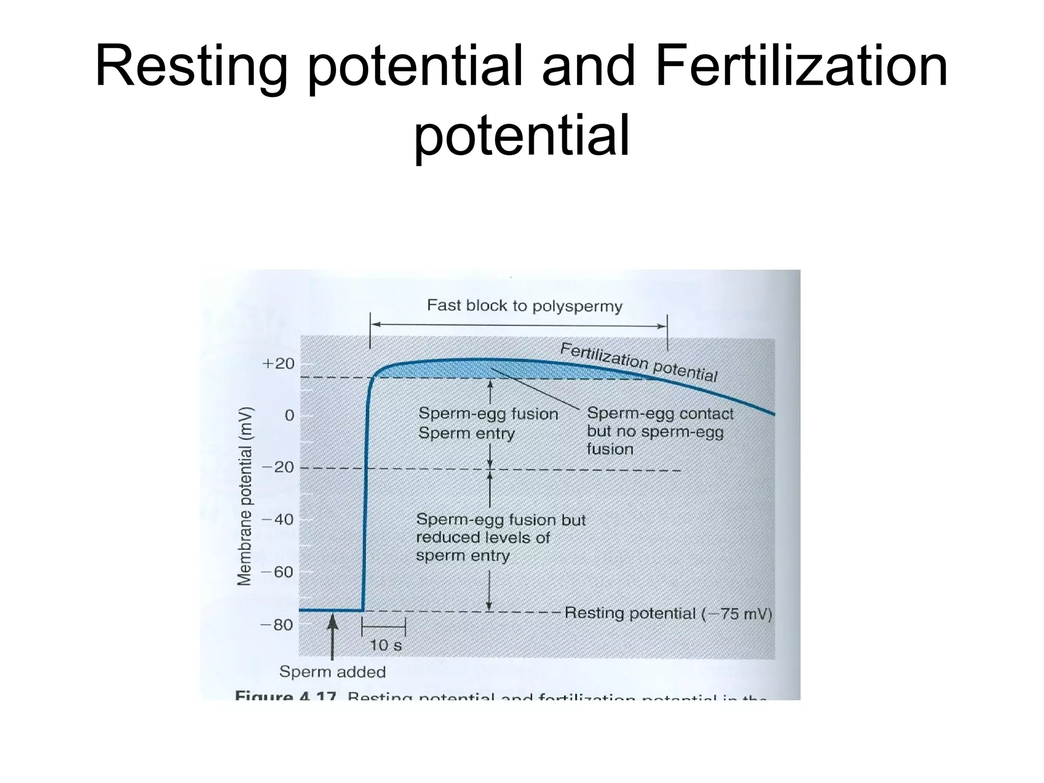 Resting potential and Fertilization
            potential
 