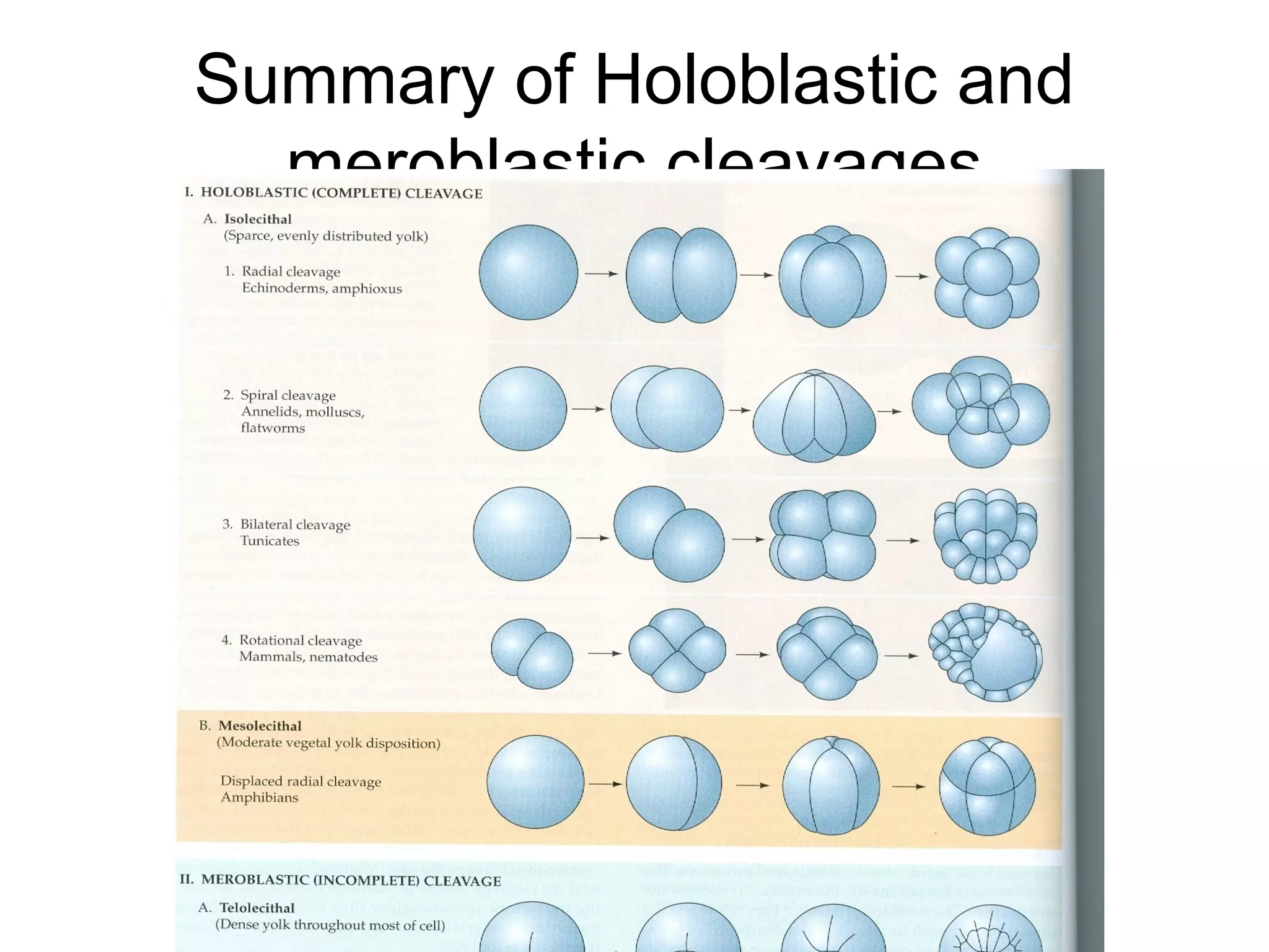 Summary of Holoblastic and
  meroblastic cleavages
 
