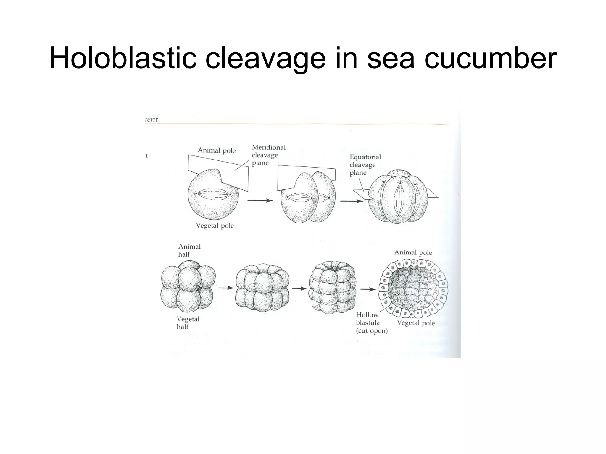 Holoblastic cleavage in sea cucumber
 