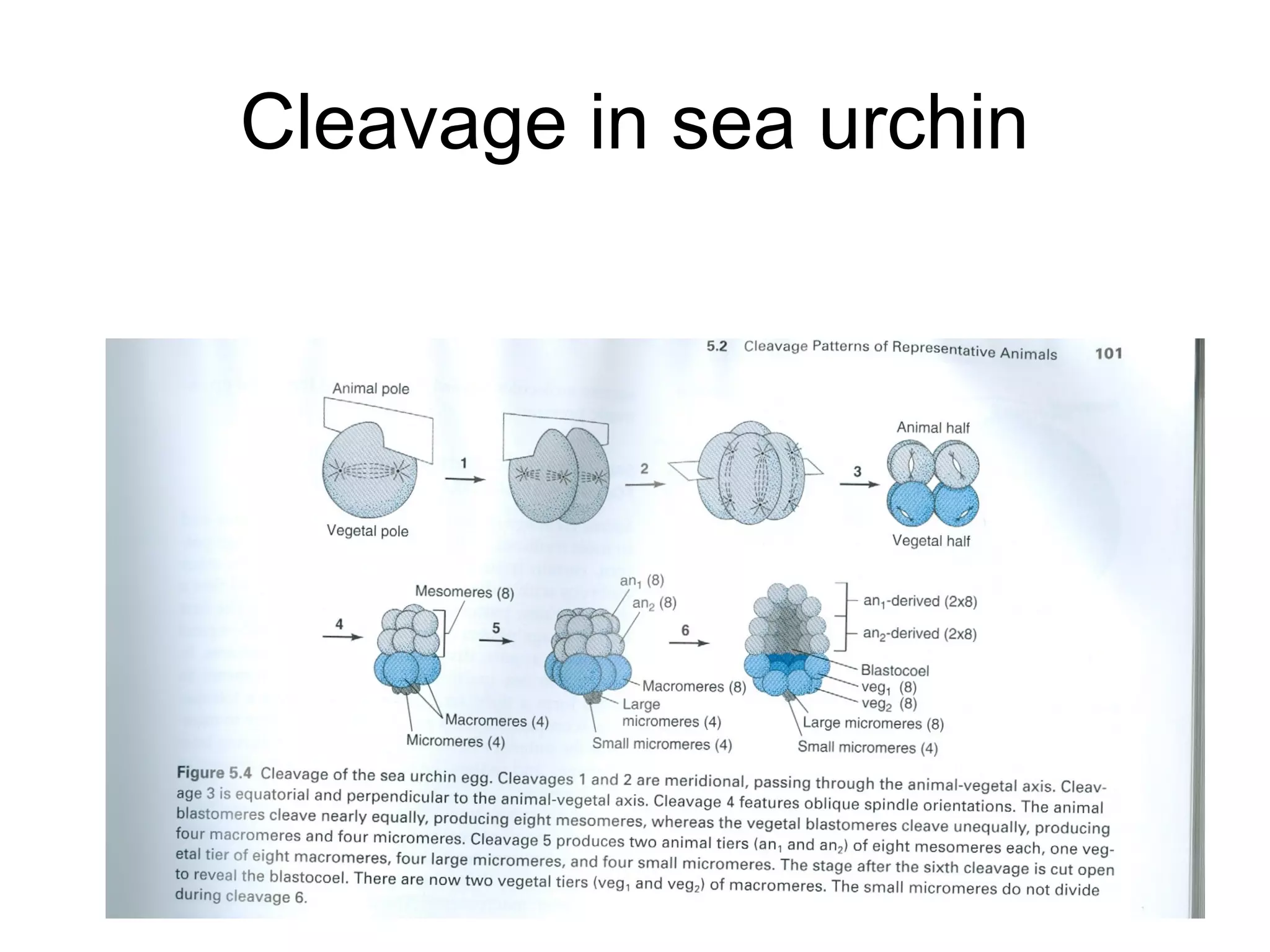 Cleavage in sea urchin
 