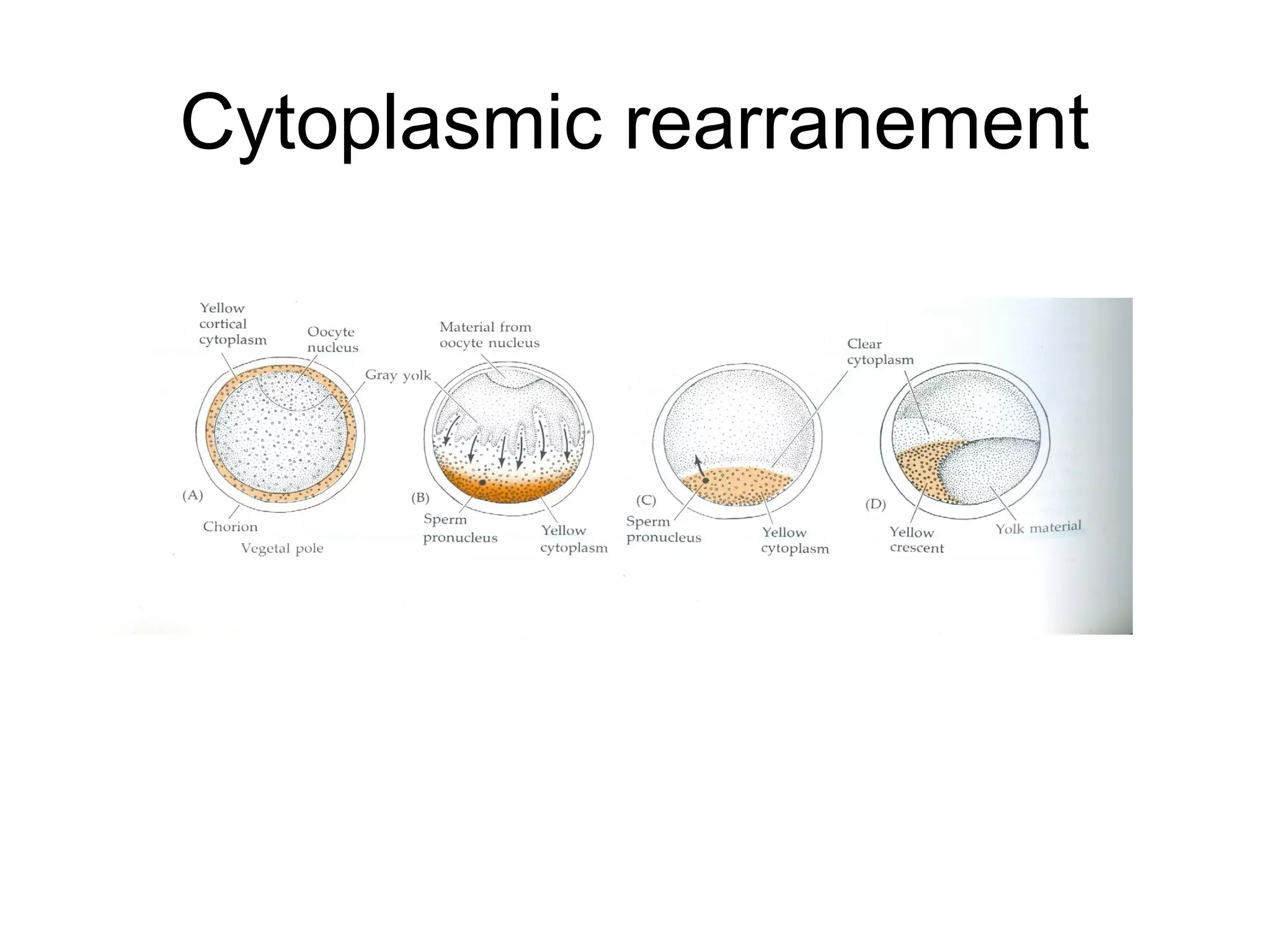 Cytoplasmic rearranement
 