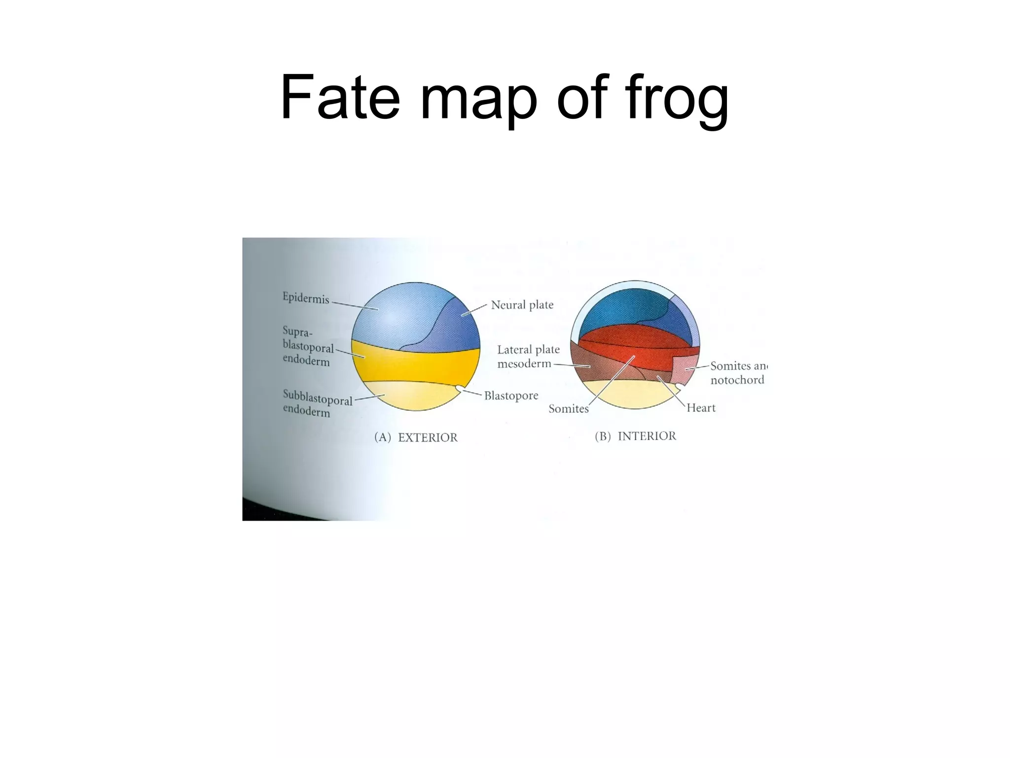 Fate map of frog
 