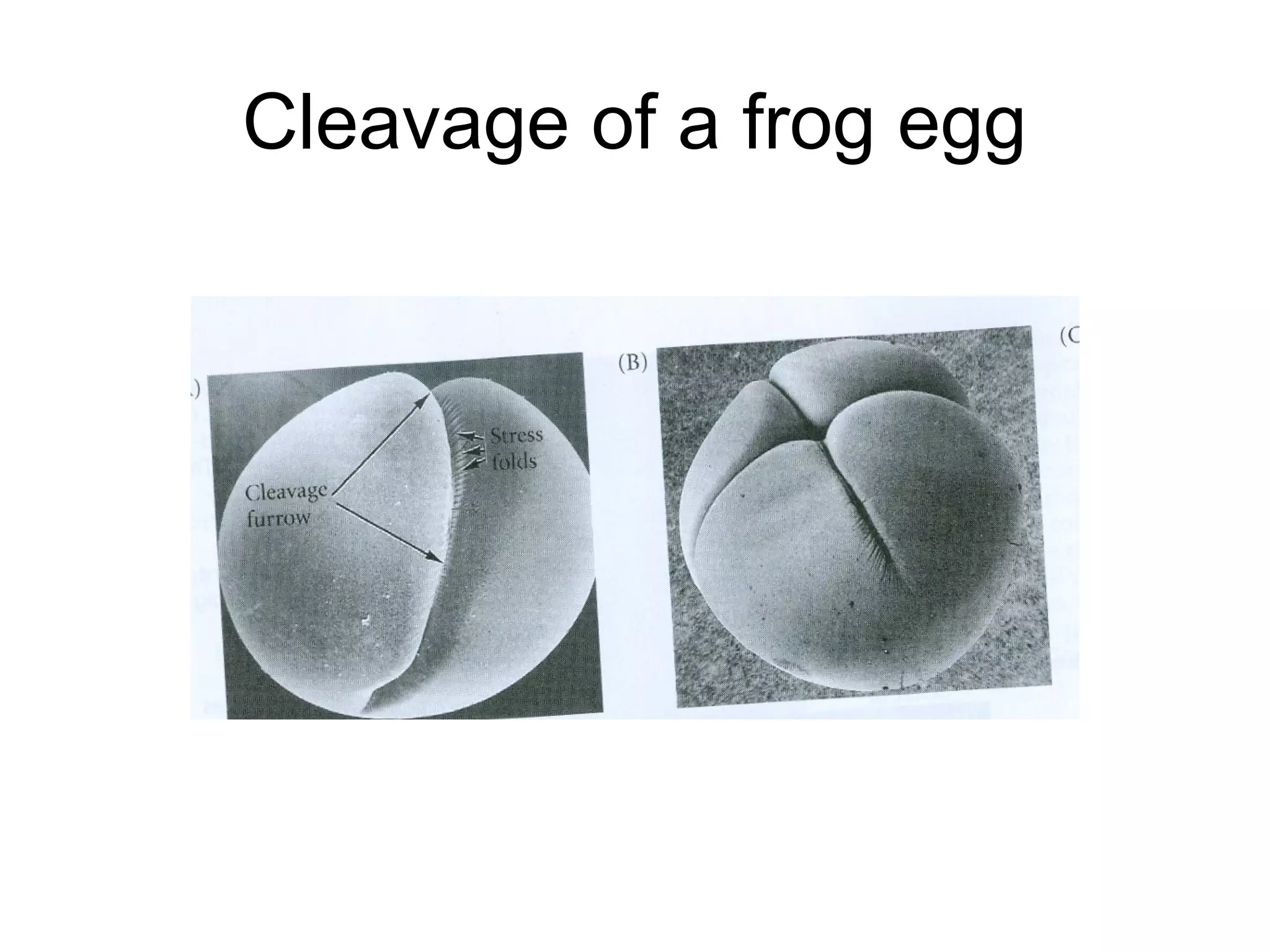 Cleavage of a frog egg
 