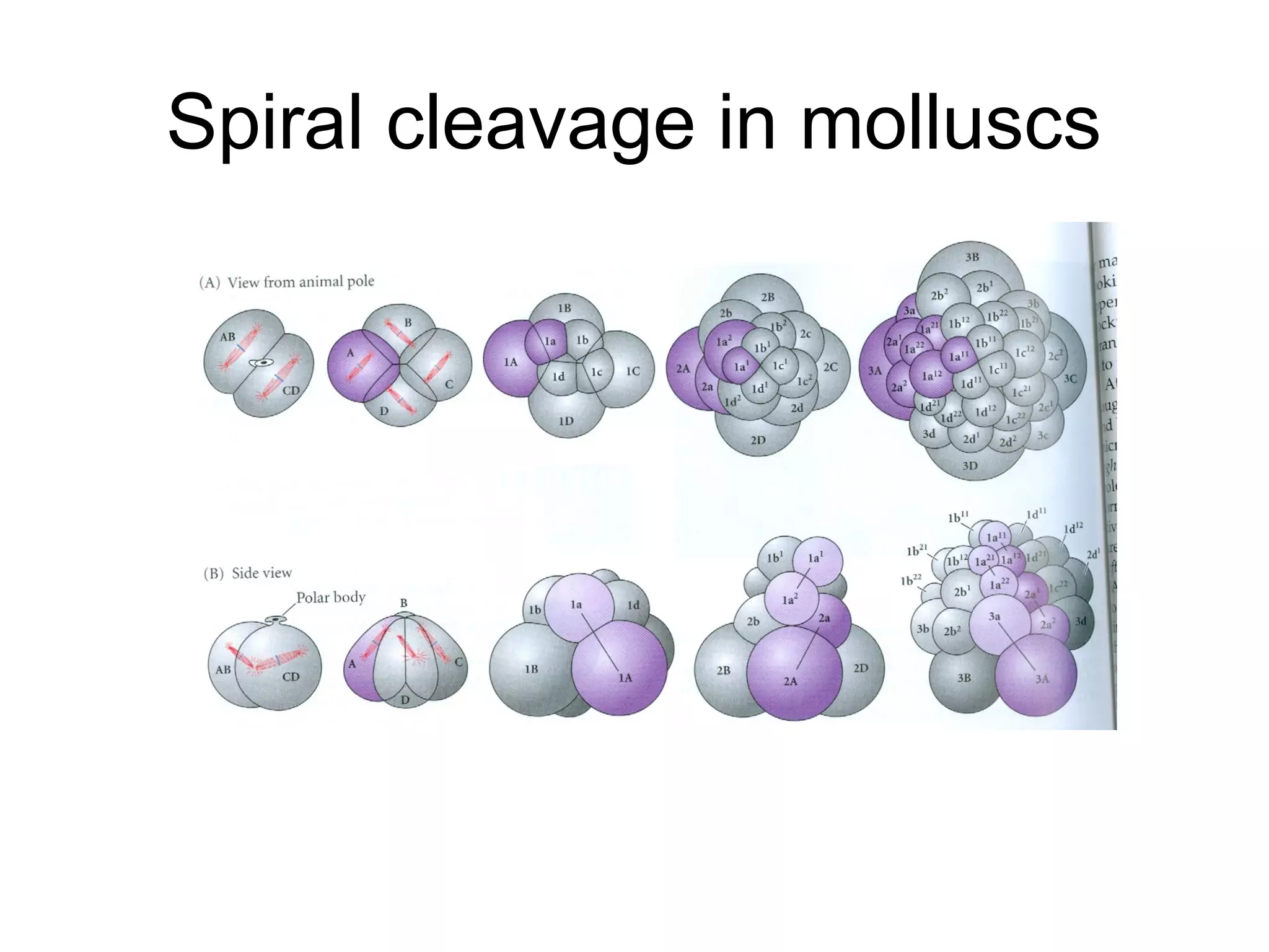 Spiral cleavage in molluscs
 