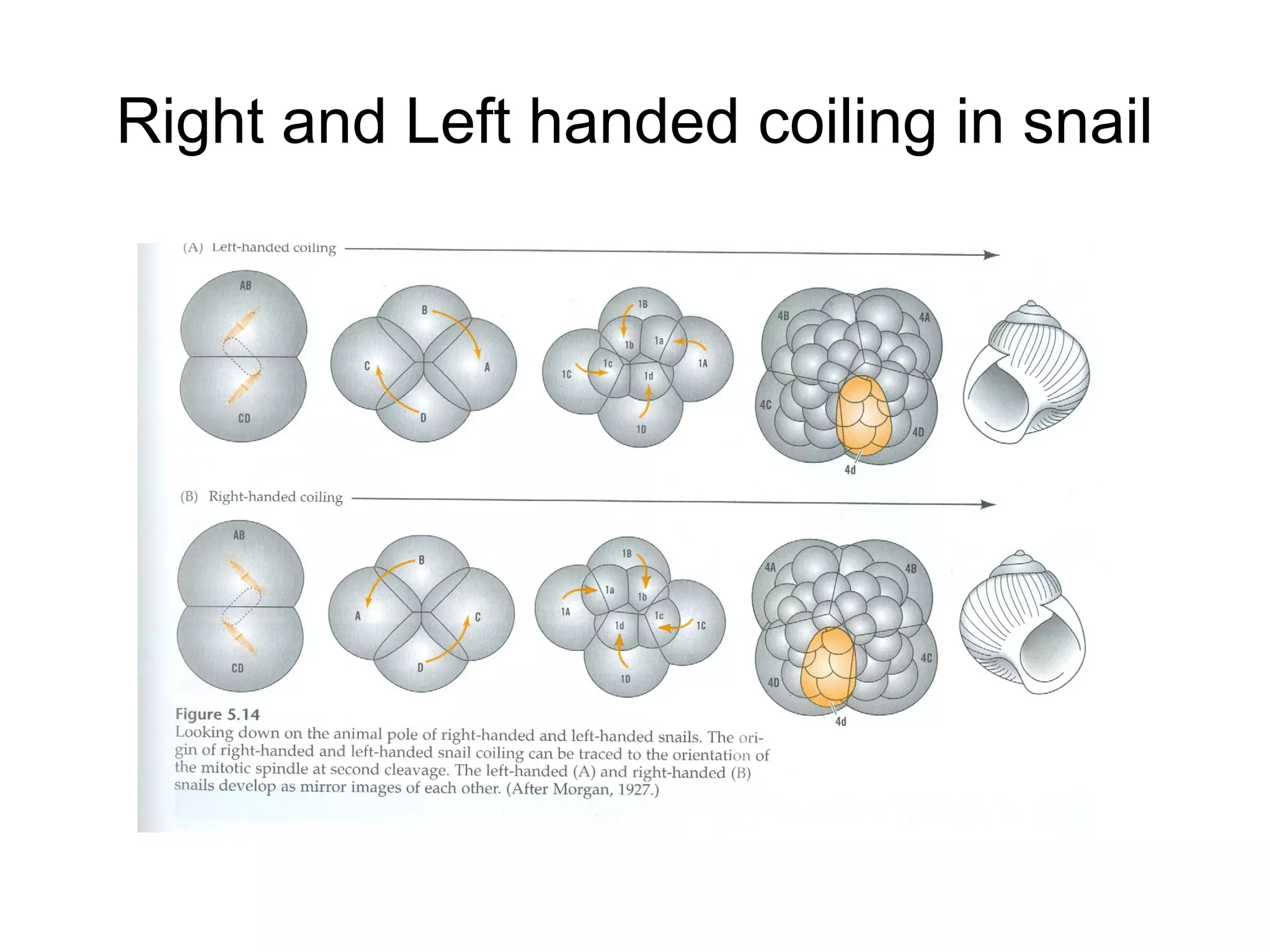 Right and Left handed coiling in snail
 