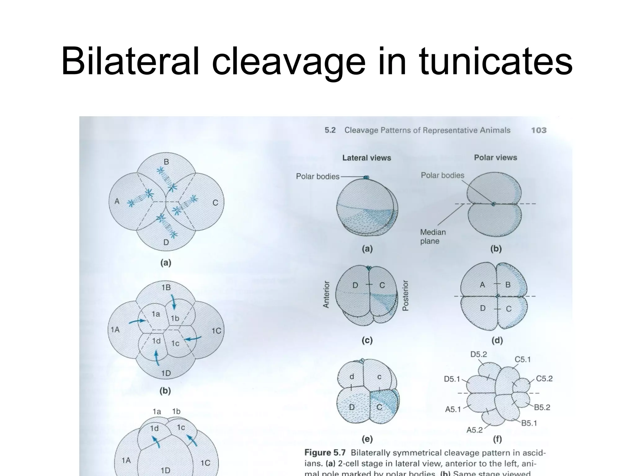 Bilateral cleavage in tunicates
 