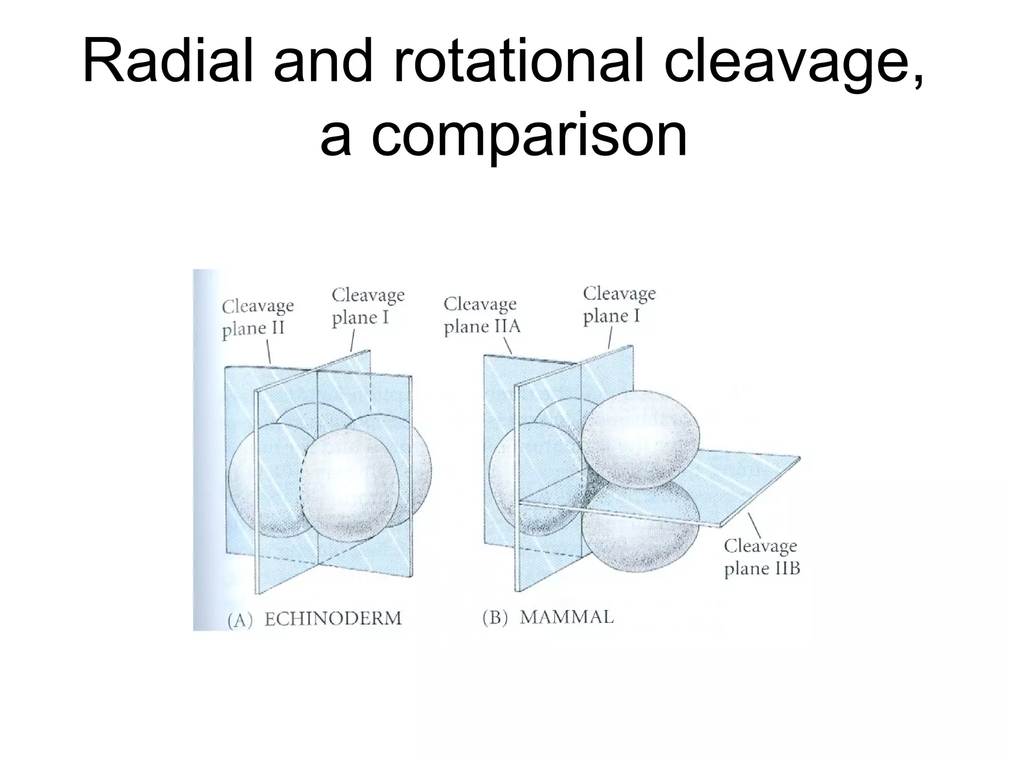 Radial and rotational cleavage,
        a comparison
 
