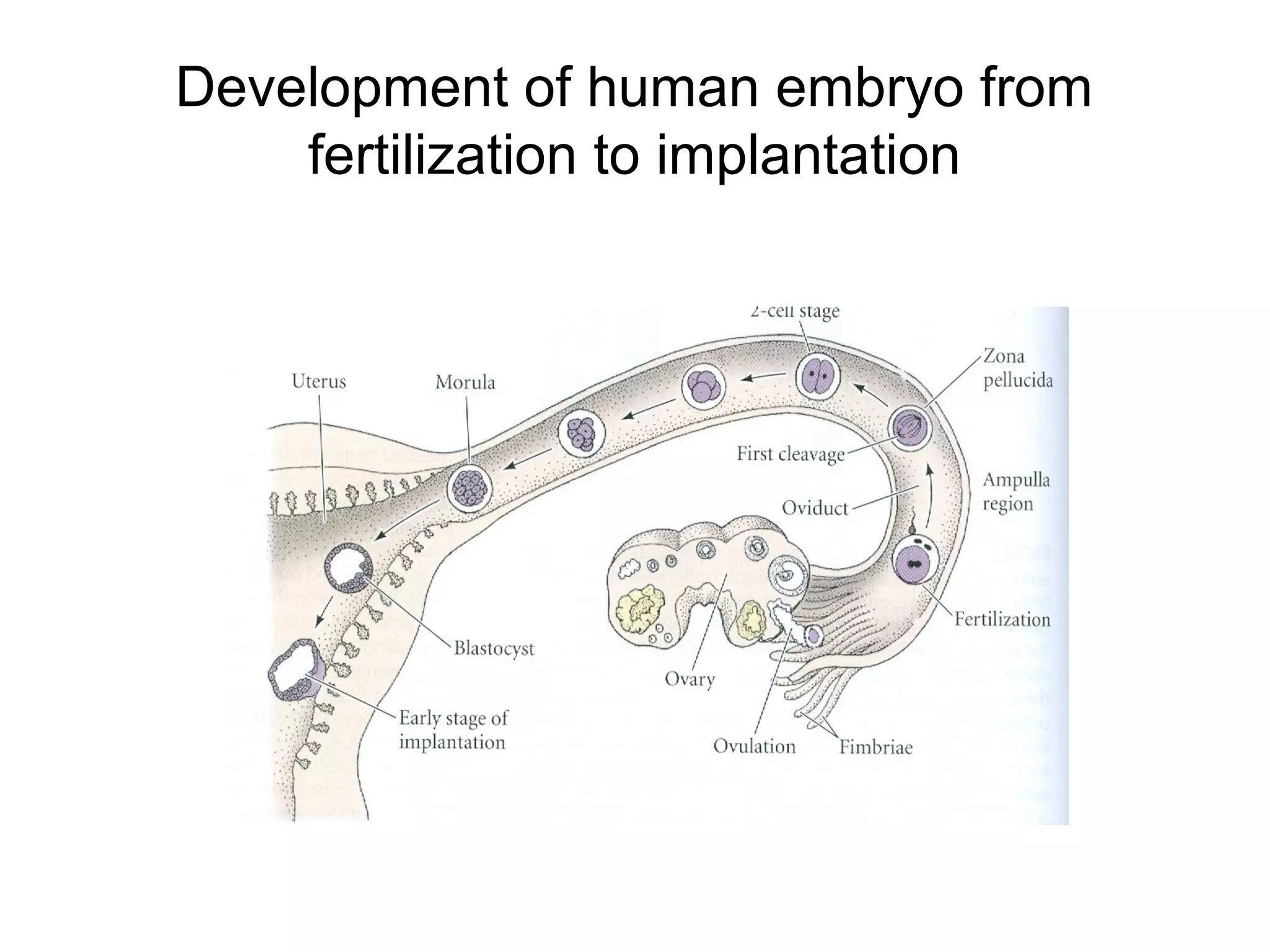 Development of human embryo from
    fertilization to implantation
 