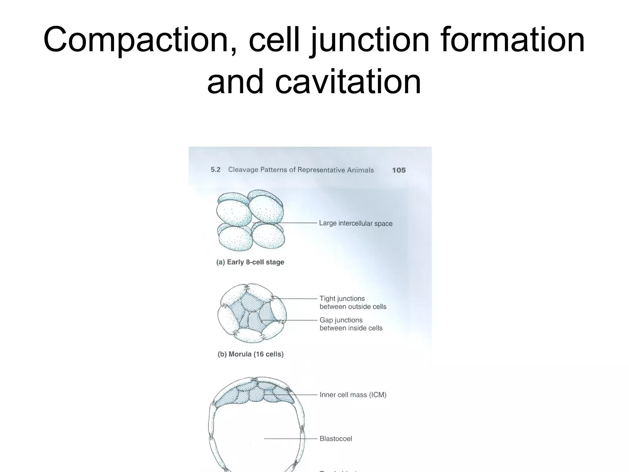Compaction, cell junction formation
         and cavitation
 
