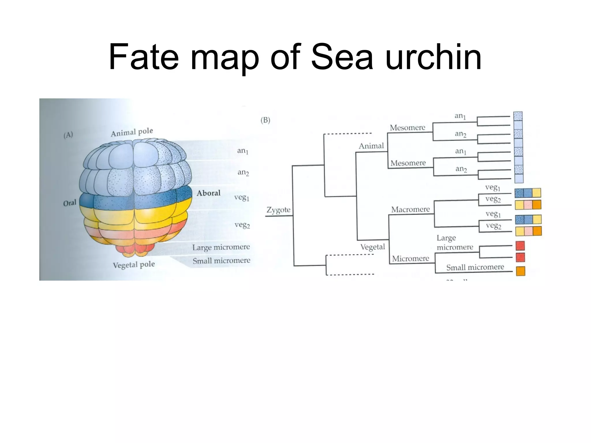 Fate map of Sea urchin
 
