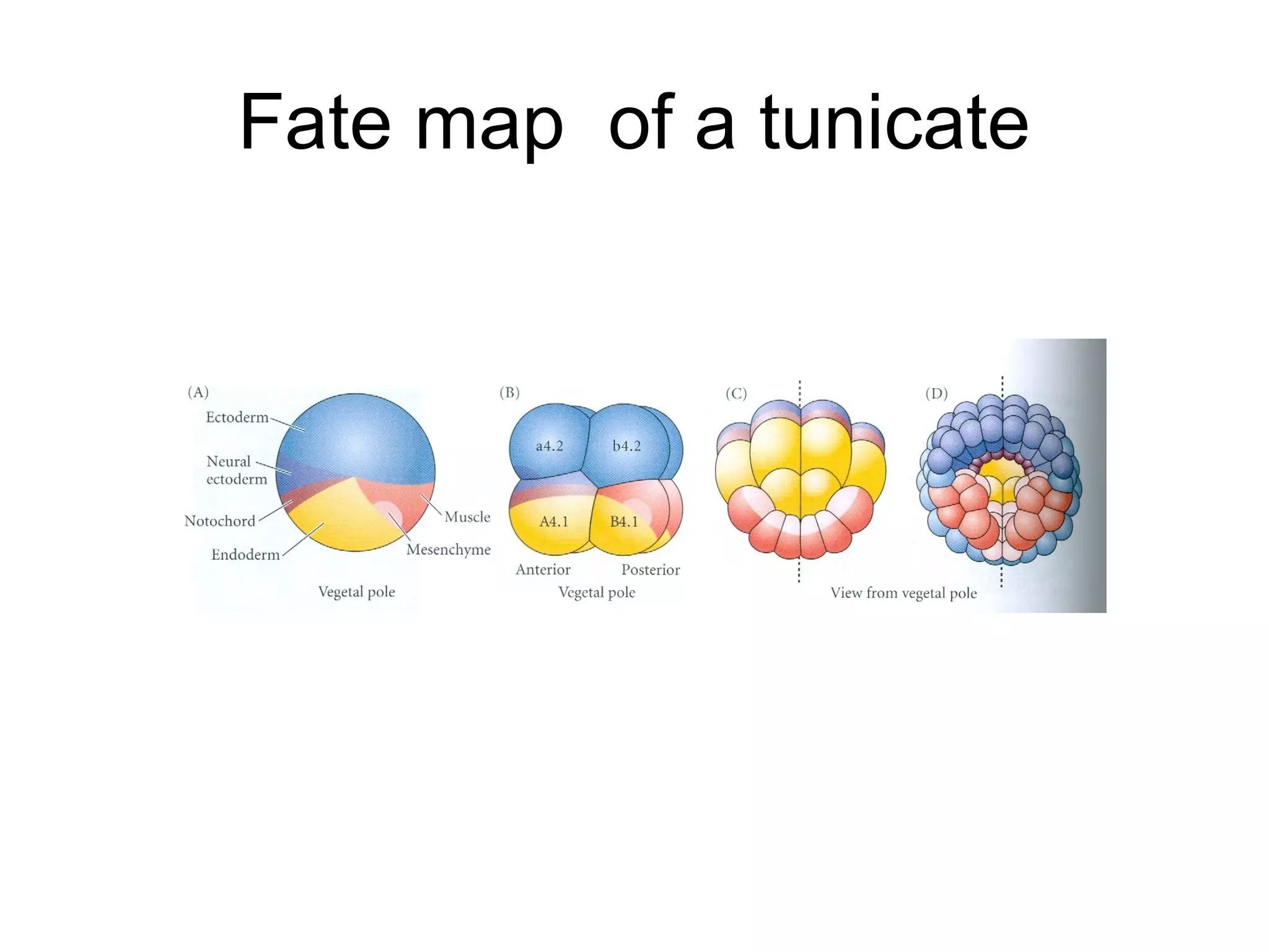 Fate map of a tunicate
 