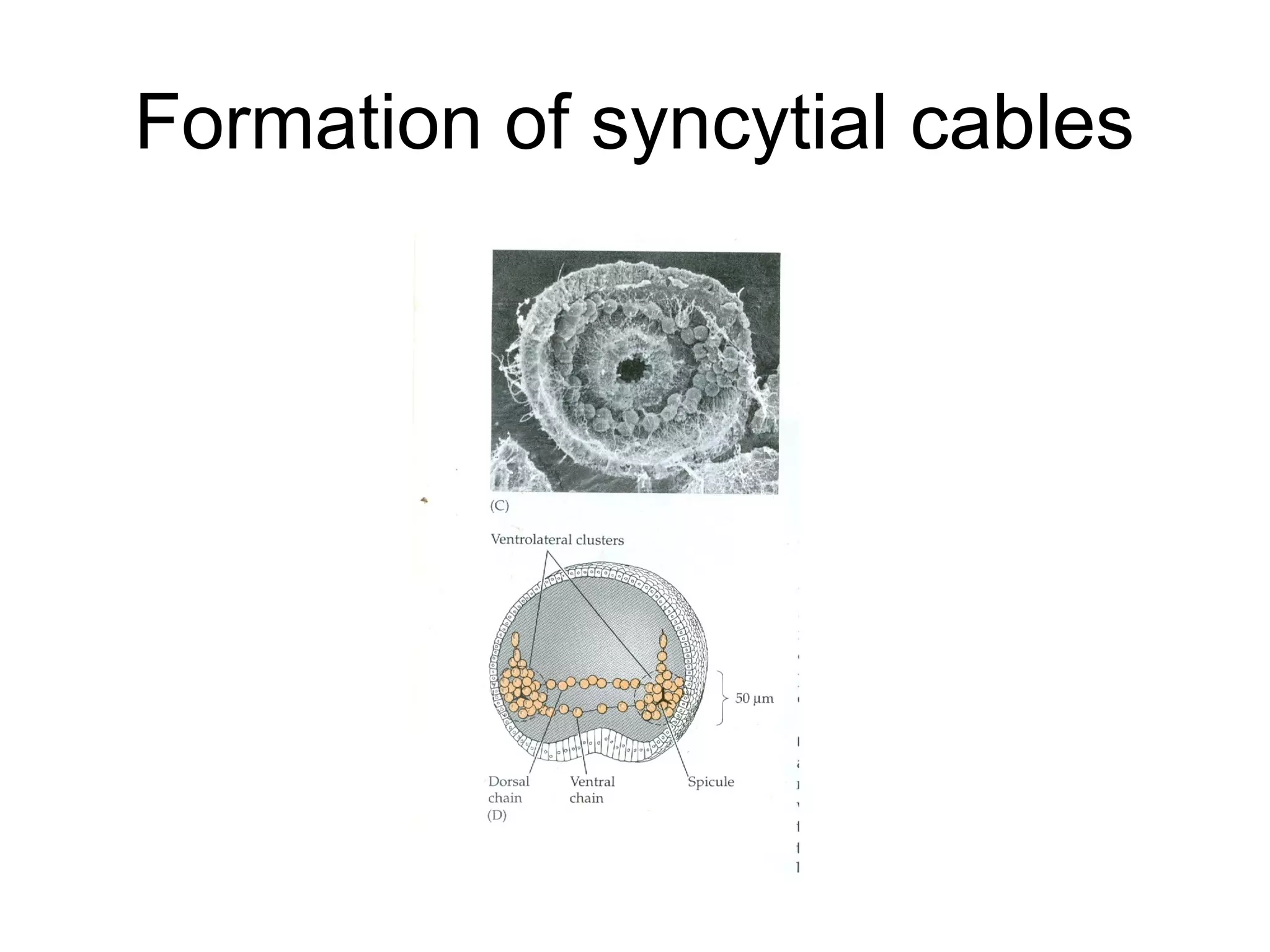 Formation of syncytial cables
 