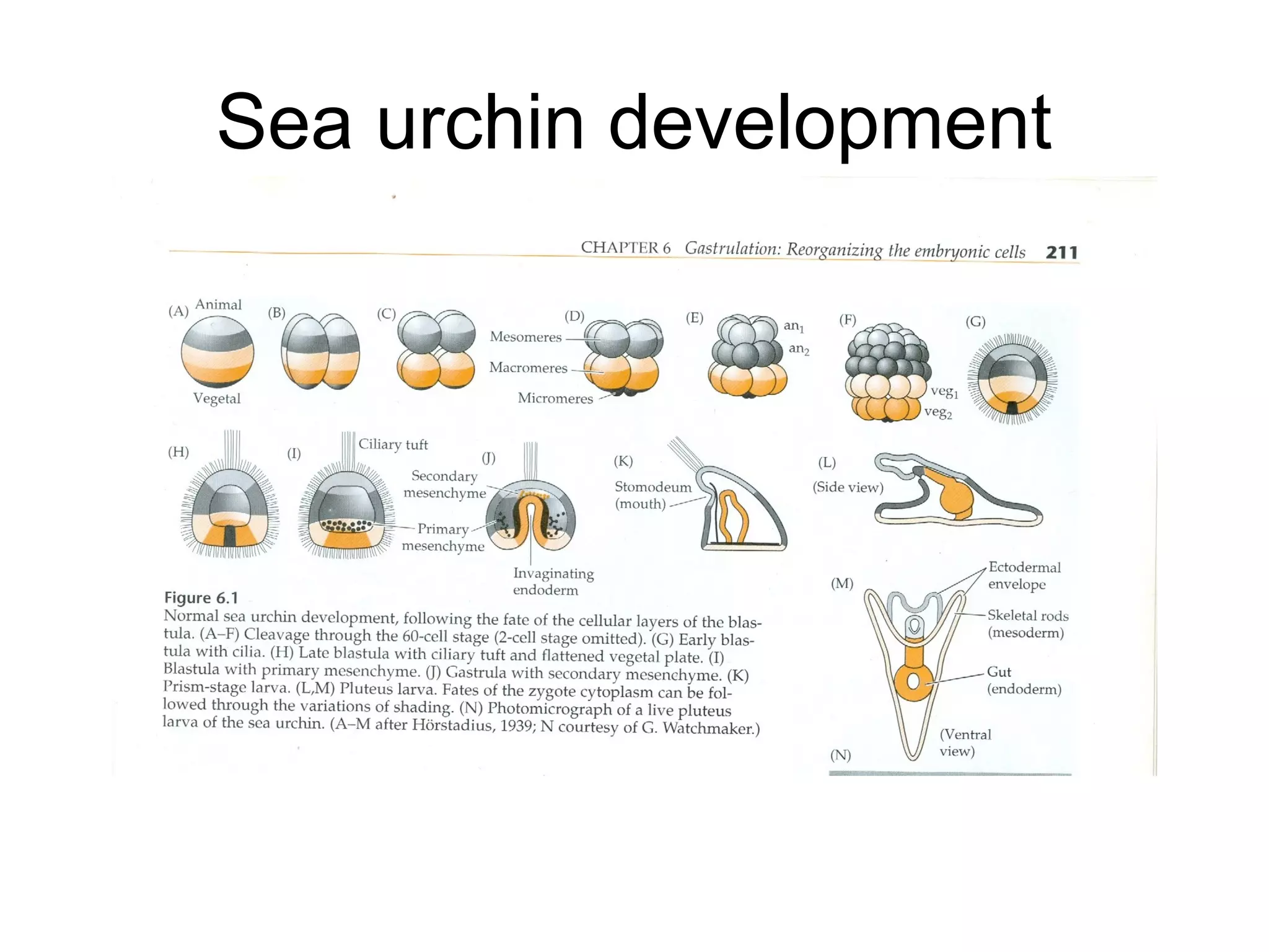 Sea urchin development
 