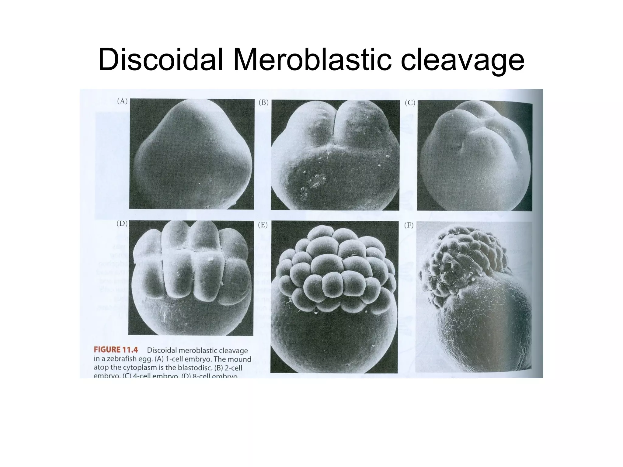 Discoidal Meroblastic cleavage
 